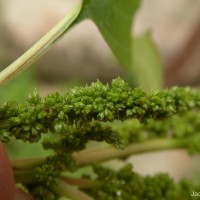 Amaranthus viridis L.